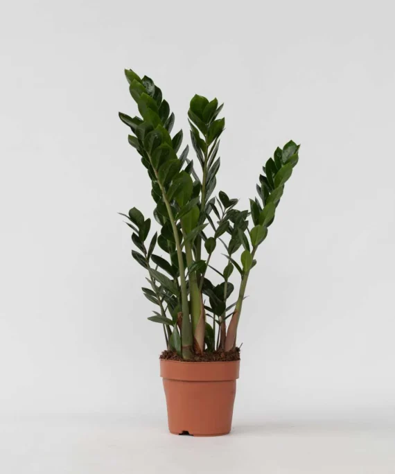 ZAMIOCULCAS