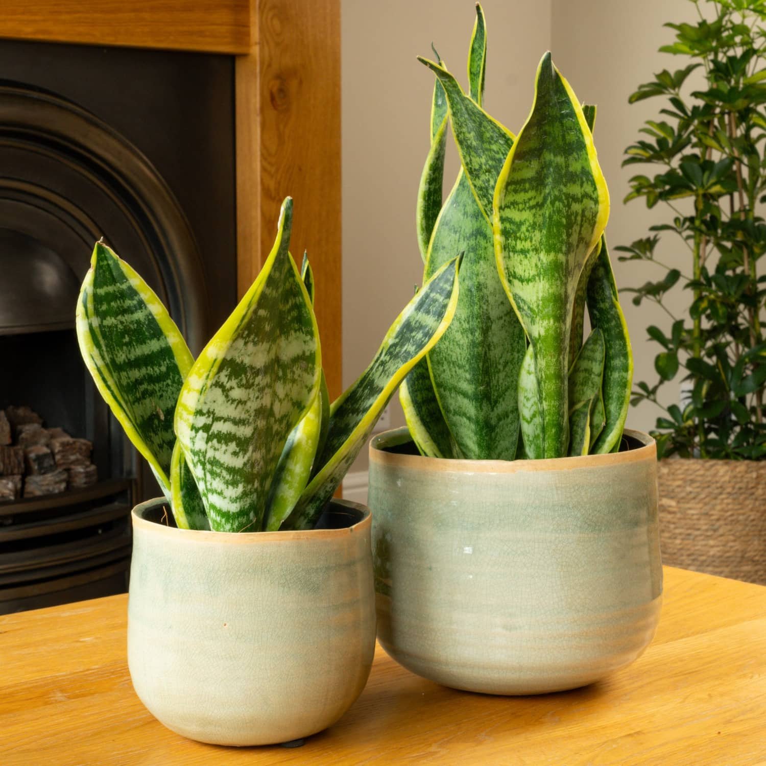 Sansevieria trifasciata ( Snake plant ) – Image 3