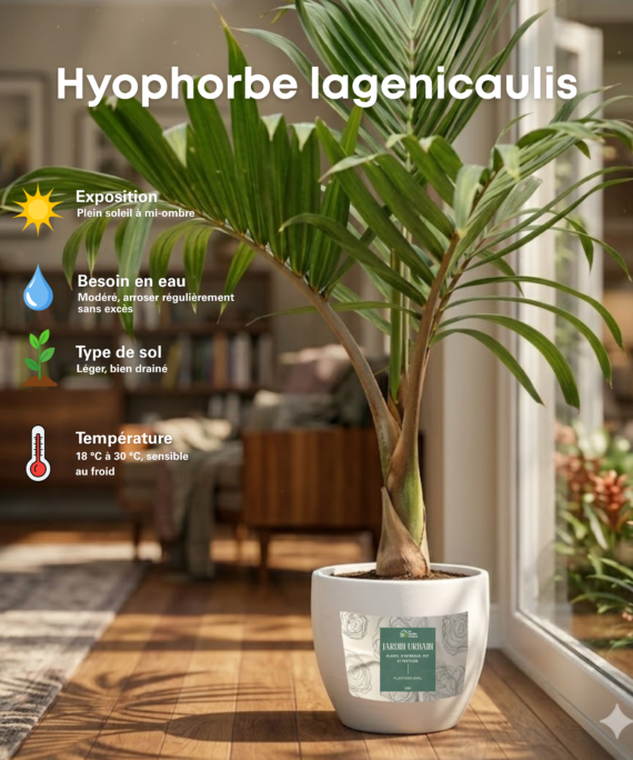Hyophorbe lagenicaulis