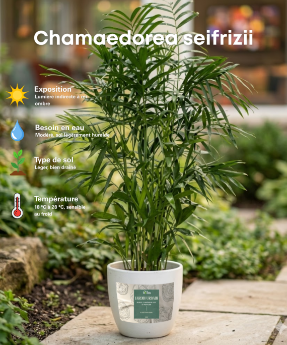 Chamaedorea seifrizii
