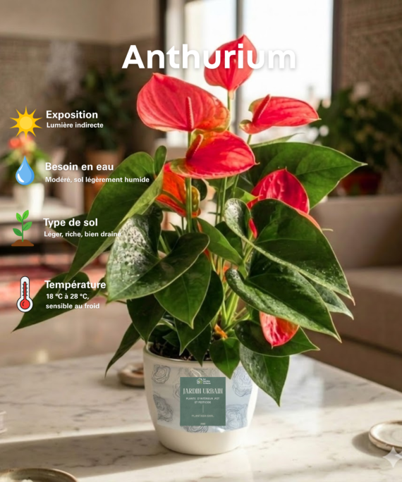 Anthurium andreanum