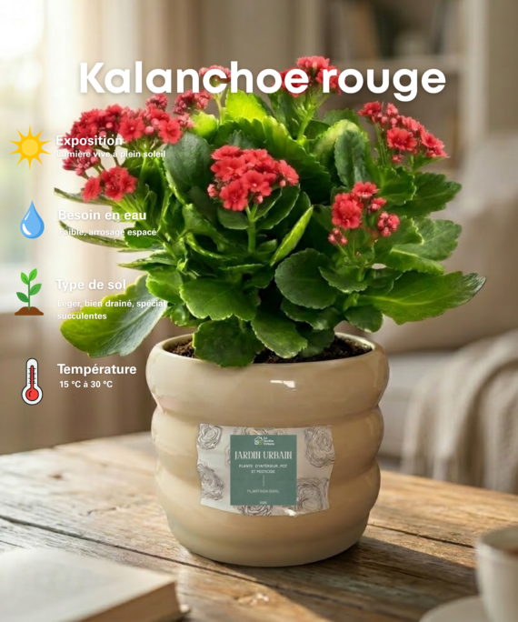 kalanchoe Rouge