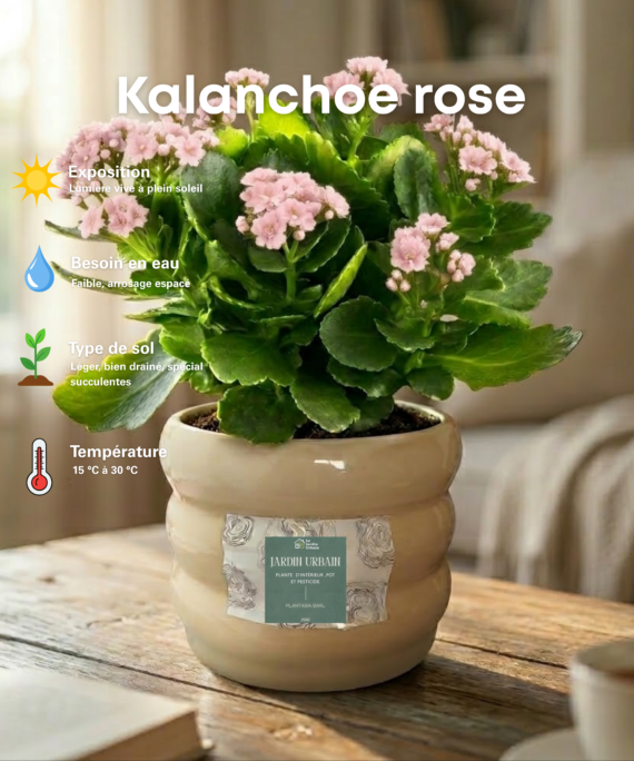 kalanchoe Rose