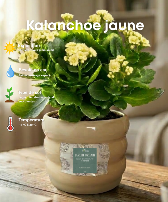 kalanchoe Jaune