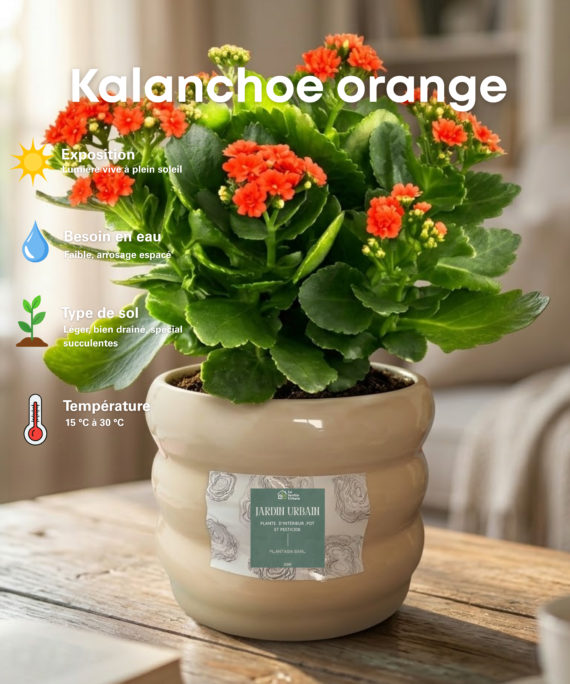kalanchoe Orange
