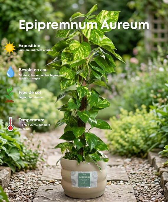 Epipremnum aureum
