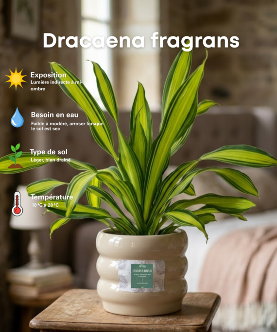 Dracaena fragrans