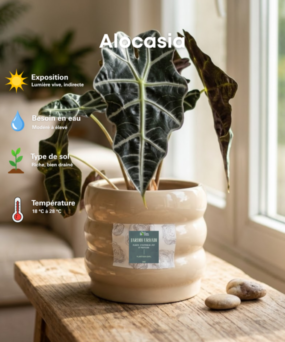Alocasia