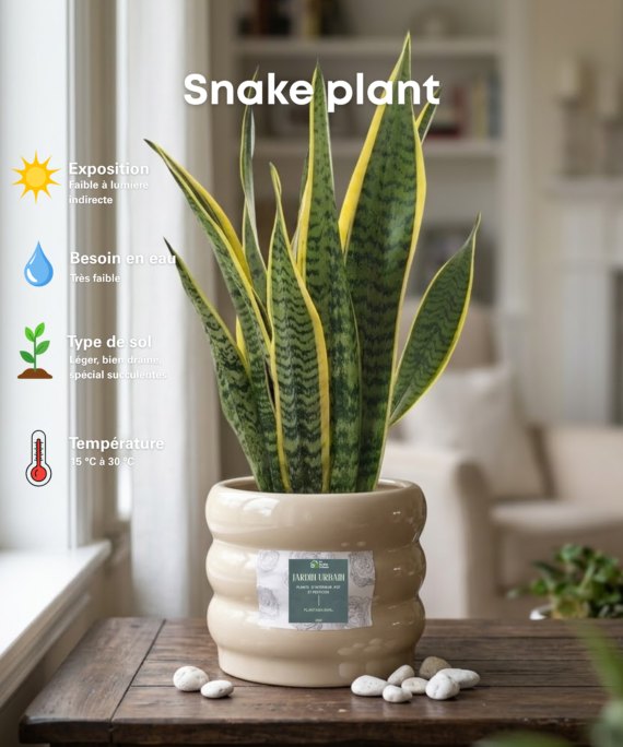 Sansevieria trifasciata ( Snake plant )