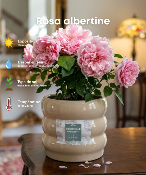 Rosa albertine