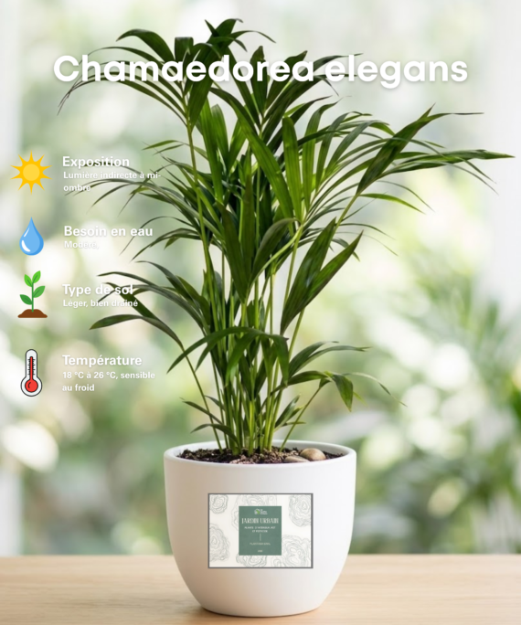 Chamaedorea elegans