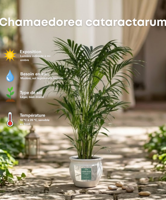 Chamaedorea cataractarum