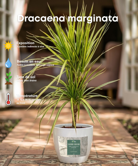 Dracaena marginata