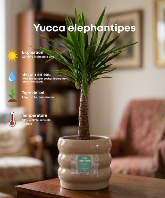 Yucca elephantipes