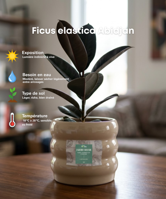 Ficus elastica Abidjan