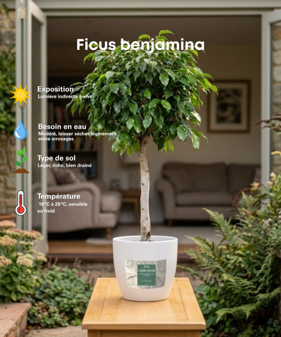 Ficus benjamina