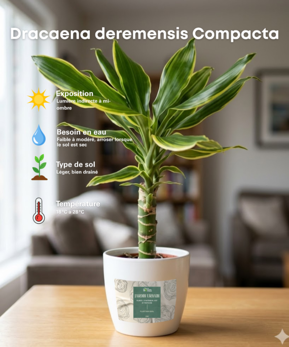 Dracaena deremensis Compacta