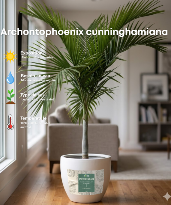 Archontophoenix cunninghamiana