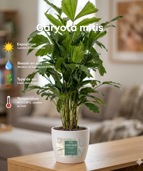 Caryota mitis