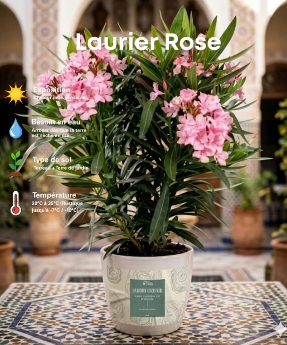 Laurier rose