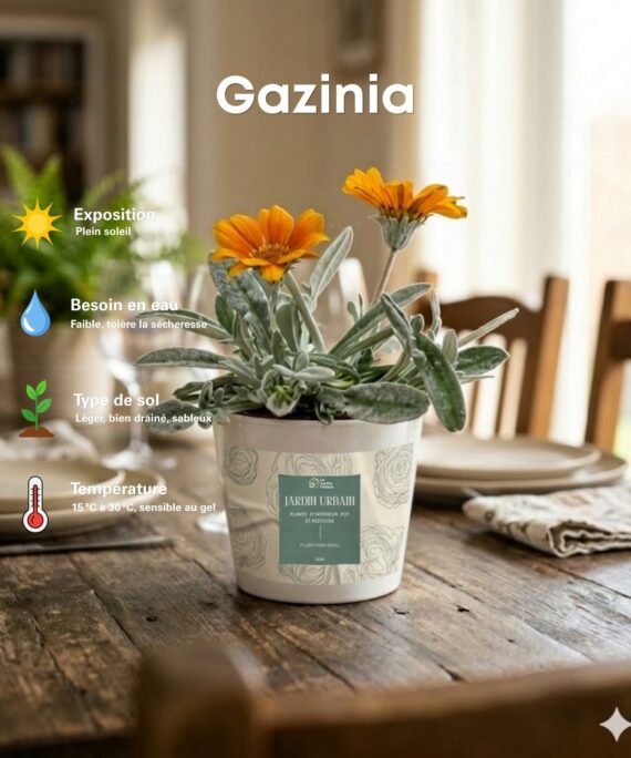 Gazania