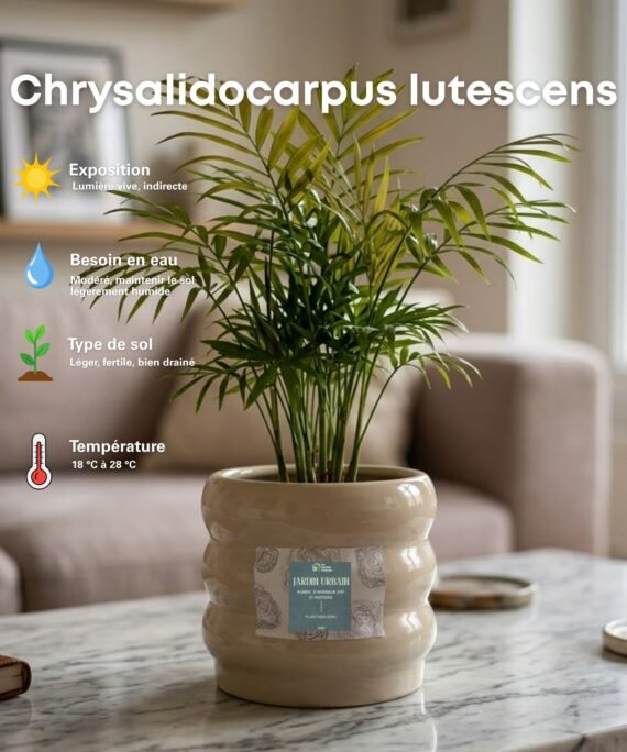 Chrysalidocarpus lutescens