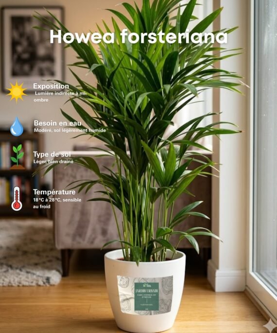Howea forsteriana