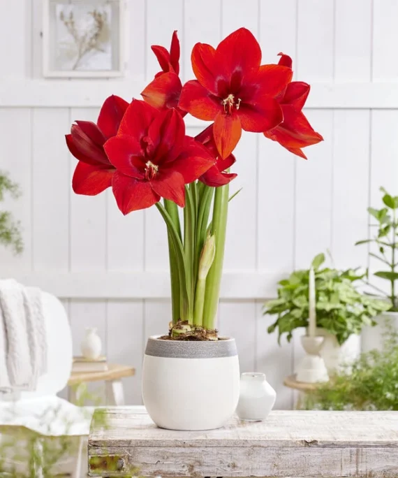 Amaryllis rouge