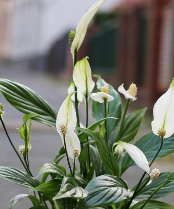 spathiphyllum, flowers, cleaning air, clean cleans, air leaf, nature, beautiful flowers, flower wallpaper, plant, leaves, flower background, spath, peace lilies, house plant, house plants, houseplant, houseplants