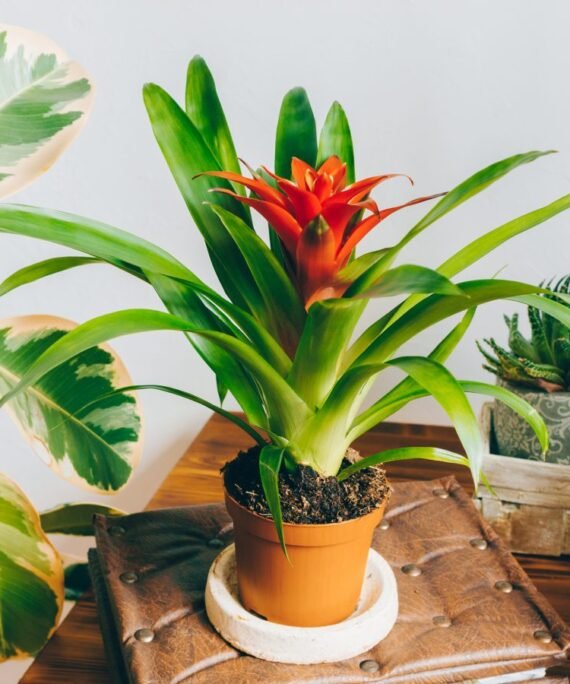 Guzmania rouge