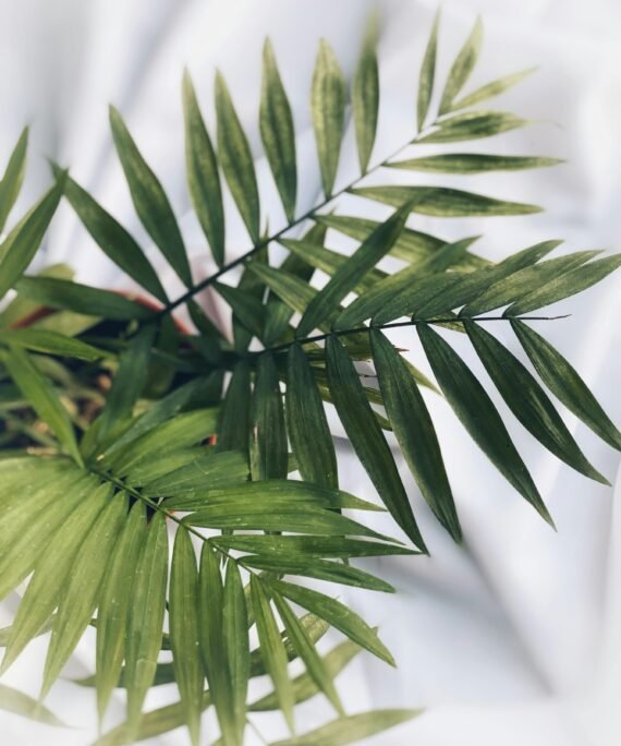 Vibrant green leaves of Chamaedorea Elegans captured in an artistic close-up, perfect for botanical themes.