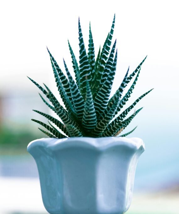 Detailed shot of a fasciated haworthia plant in a white ceramic pot, ideal for minimalist decor.