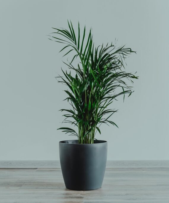 A vibrant indoor palm plant in a sleek pot against a minimalist background.