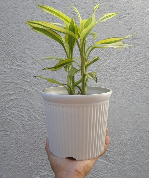 Hand holding a potted Dracaena plant, showcasing vibrant leaves against a neutral wall background.