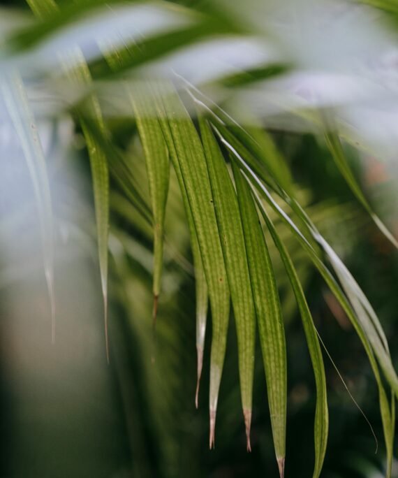 Close-up of green Kentia palm leaves with natural sunlight, emphasizing tropical beauty and organic growth.