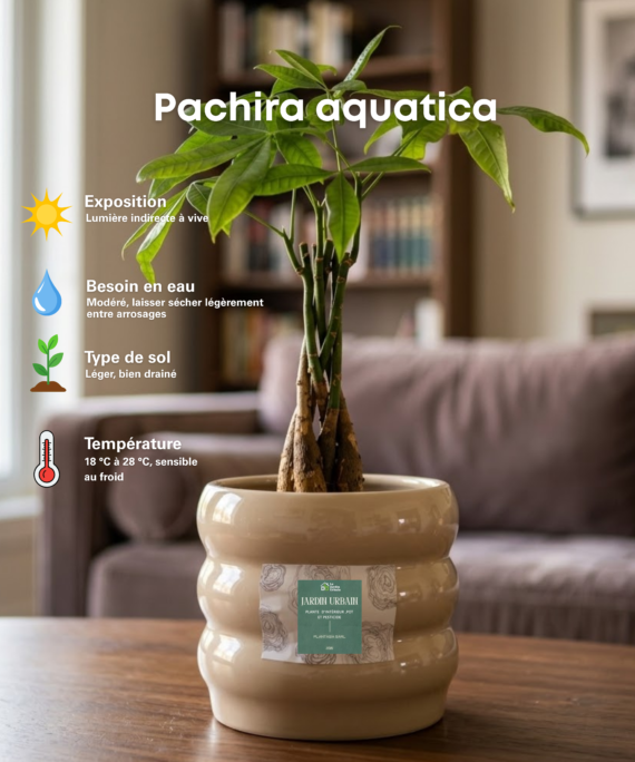 Pachira aquatica
