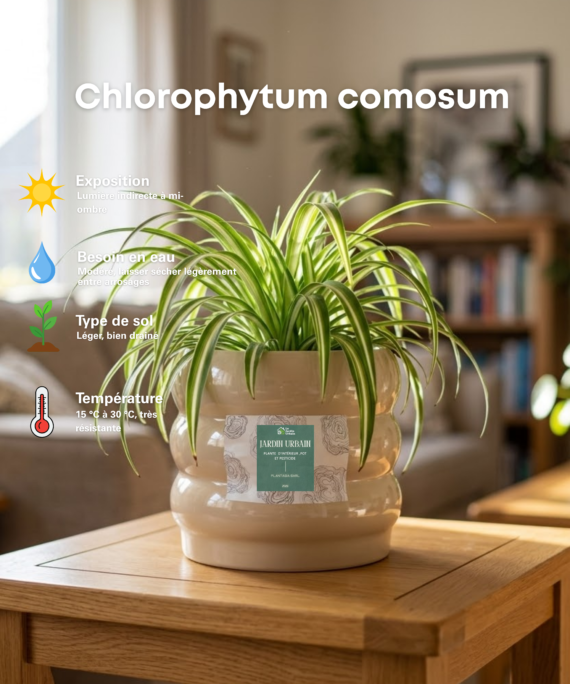 Chlorophytum comosum