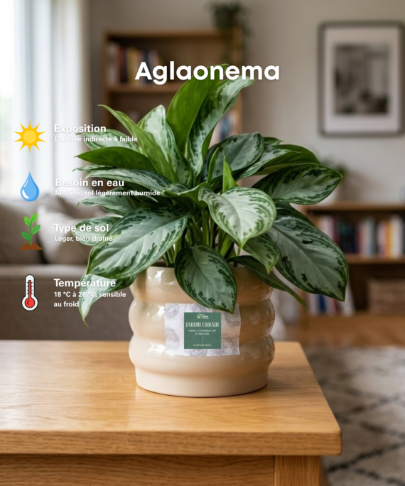 Aglaonema
