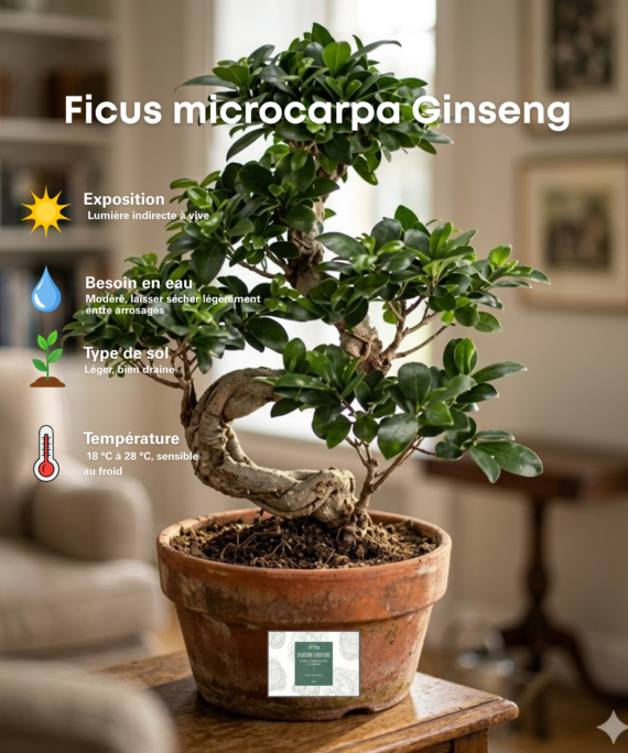 Ficus microcarpa Ginseng