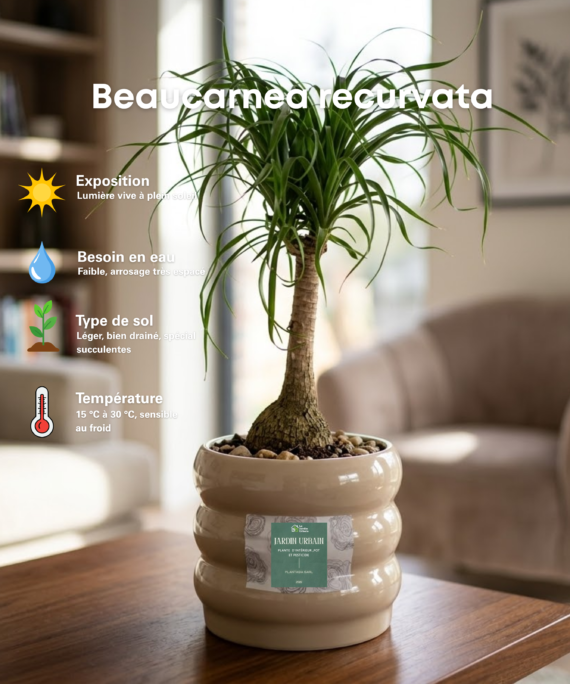 Beaucarnea recurvata