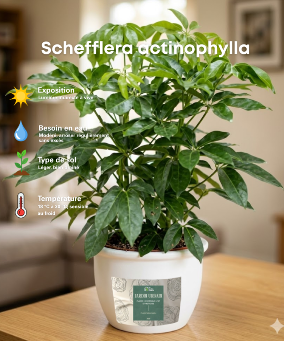 Schefflera actinophylla