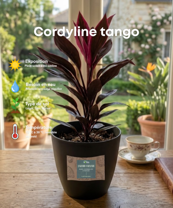 Cordyline tango